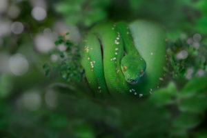 Green tree boa, Corallus hortulanus, coiled up on branch, northern South America, the Amazon Green tree boa, Corallus hortulanus, coiled up on branch, northern South America, the Amazon